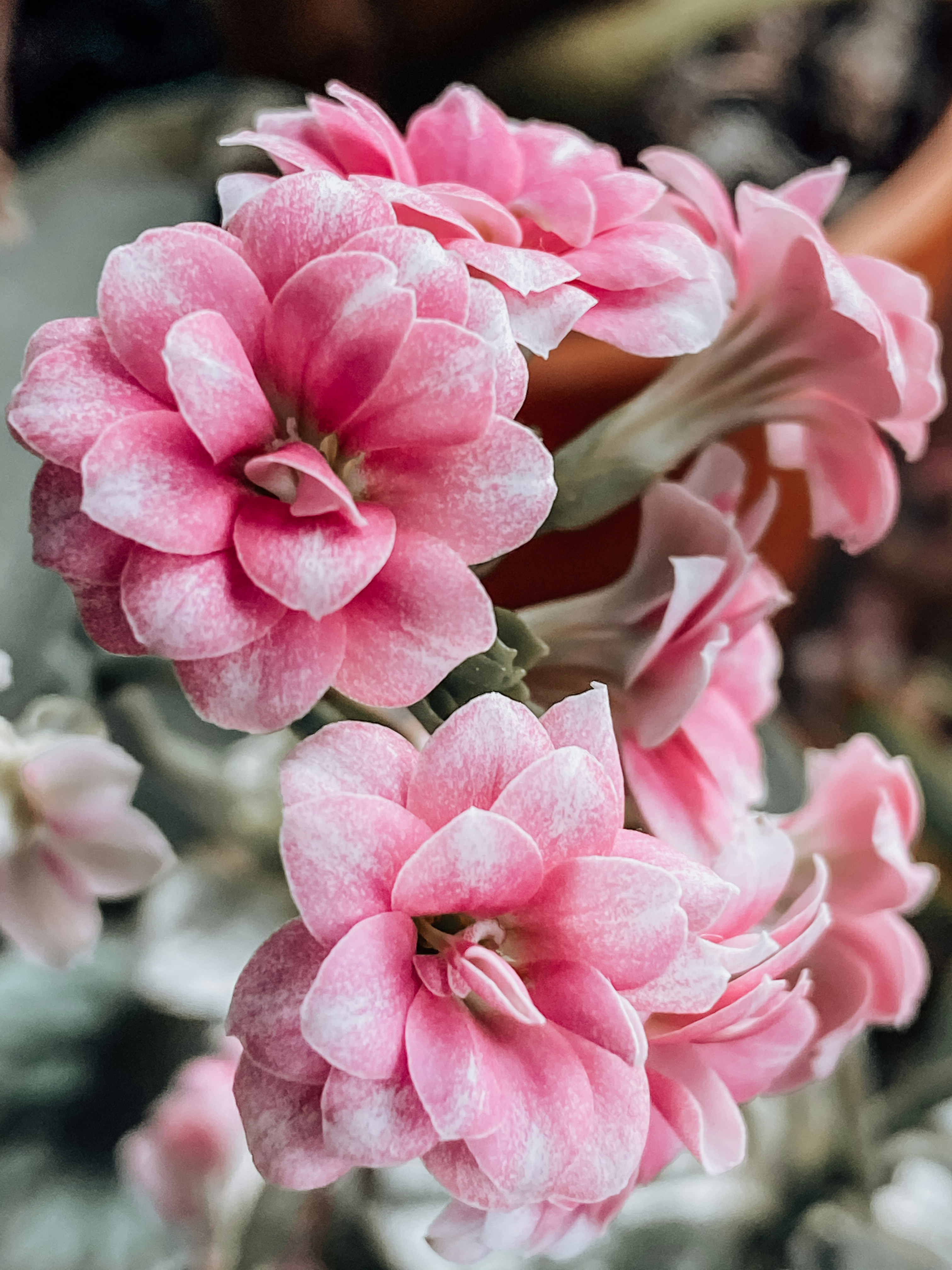 Photo by feliciafelicia