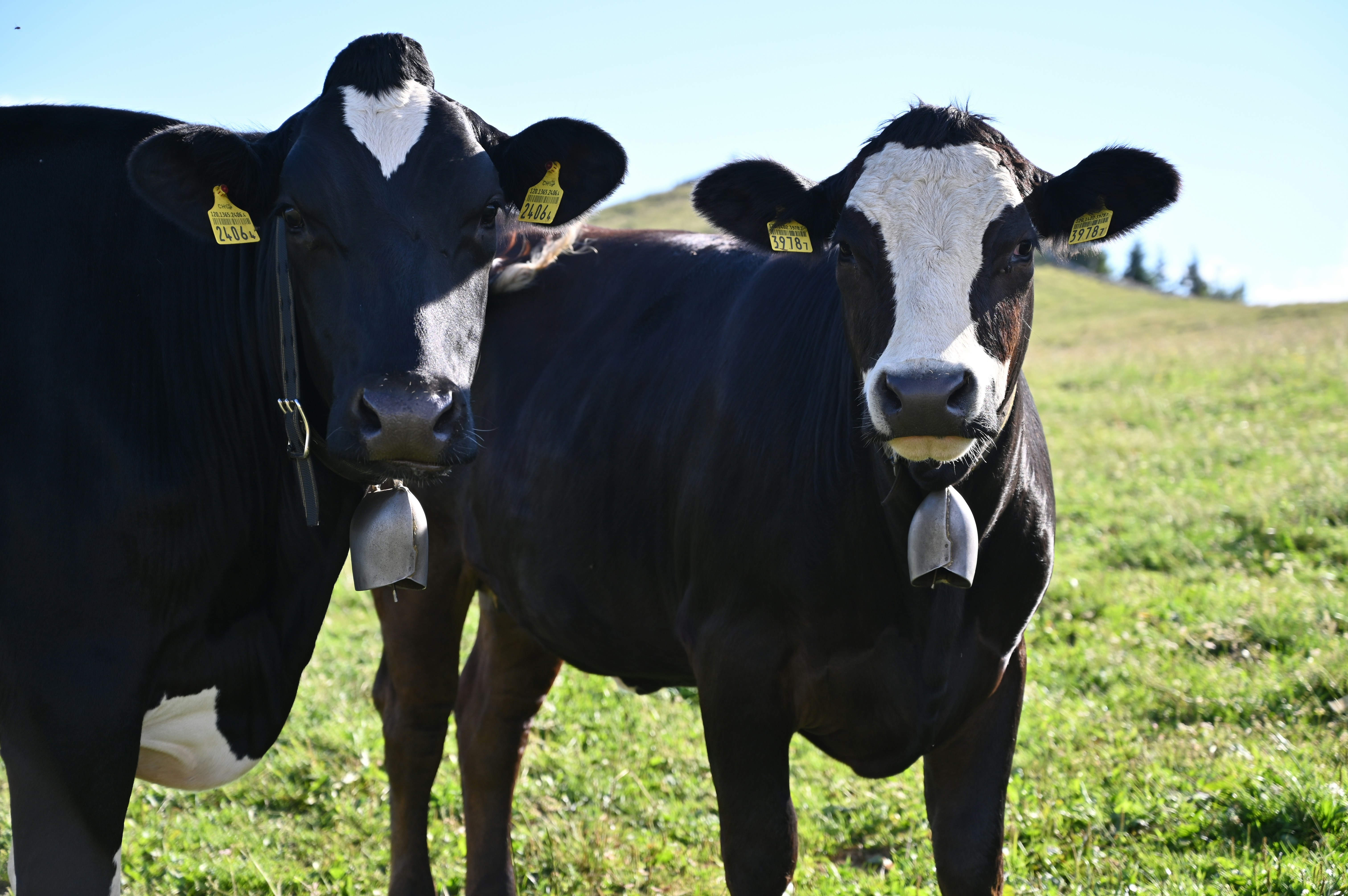 Photo by romanleandro