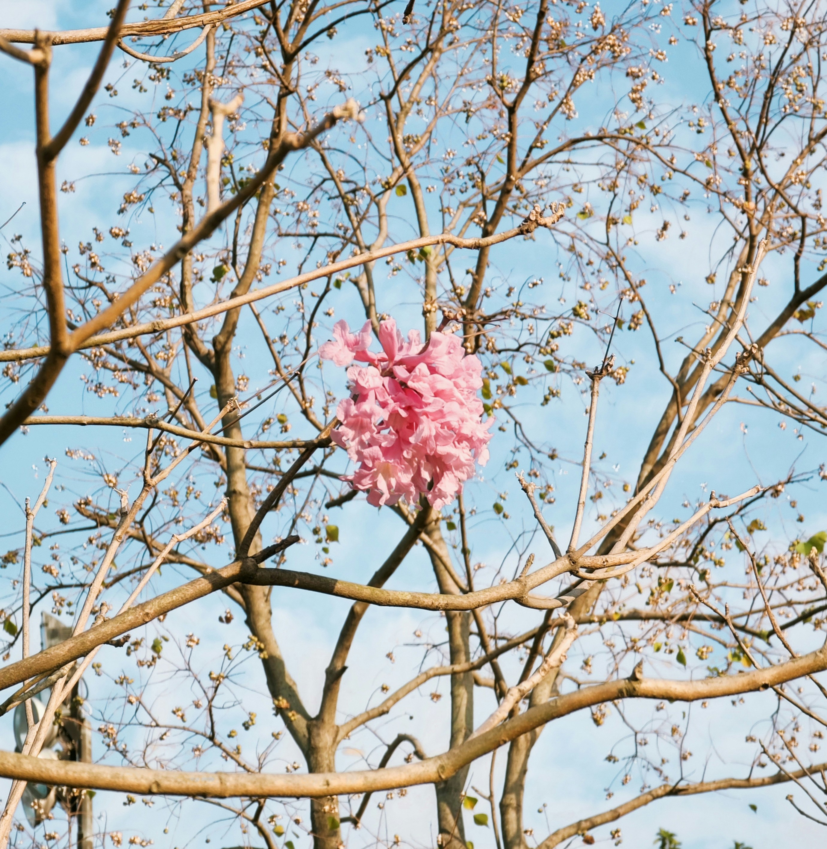 árvore rosa da flor da cerejeira durante o dia