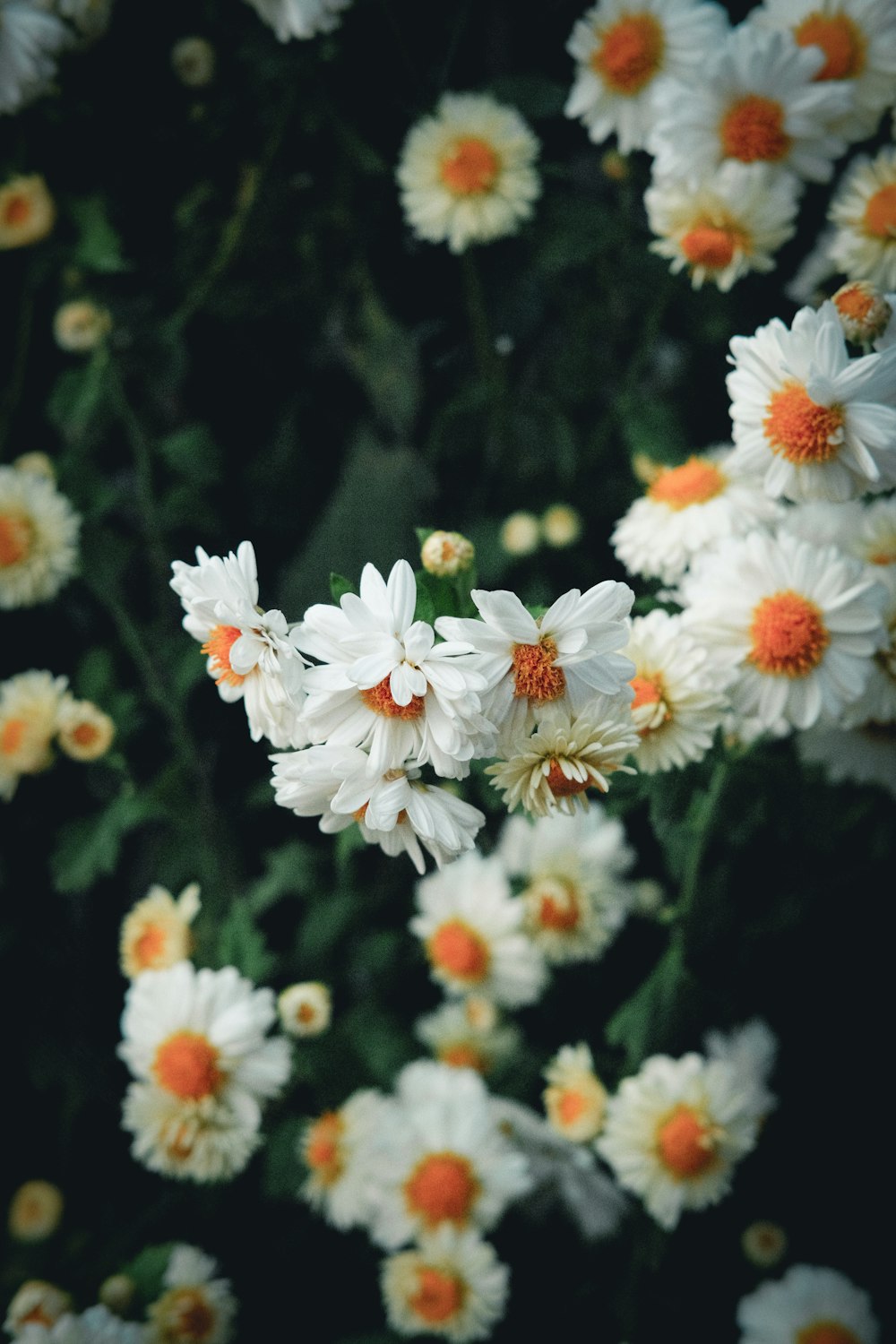 white flowers with green leaves