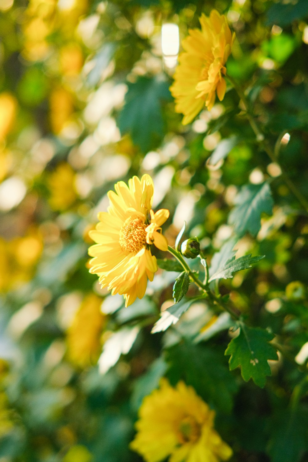 yellow flower in tilt shift lens