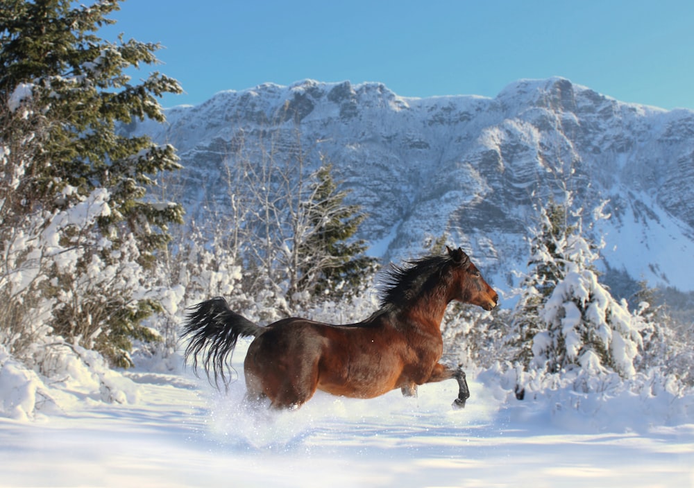 brown horse on snow covered ground during daytime