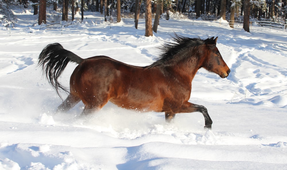 brown horse on snow covered ground during daytime