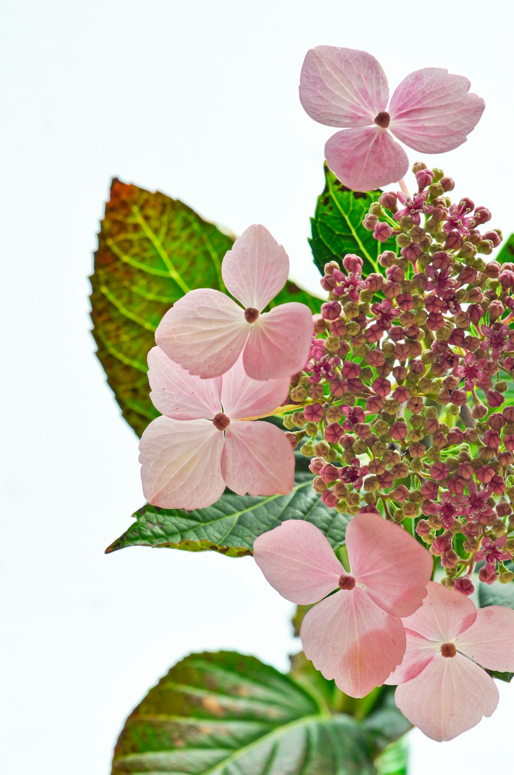 purple and green leaves with white background