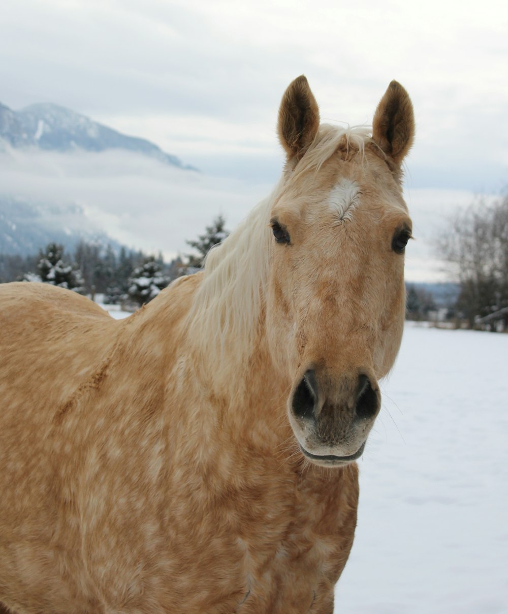 brown horse on snow covered ground during daytime