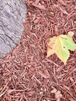 Moist soil with visible mulch layer preserving moisture under a large tree on a sunny day.