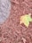 A textured tree trunk is juxtaposed with a ground covered in reddish-brown wood chips or mulch. A light green leaf with some yellowing lies atop the mulch, adding contrast.