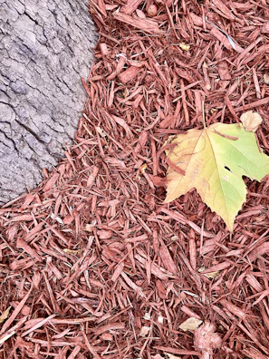 Moist soil with visible mulch layer preserving moisture under a large tree on a sunny day.