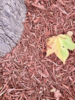 A textured tree trunk is juxtaposed with a ground covered in reddish-brown wood chips or mulch. A light green leaf with some yellowing lies atop the mulch, adding contrast.
