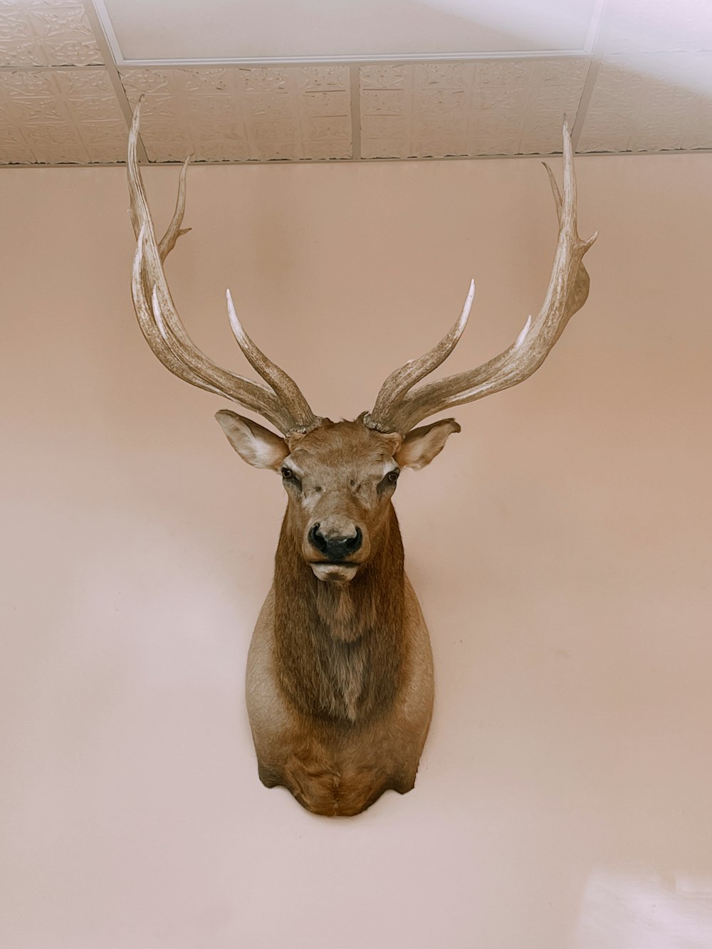 brown deer head mount on white wall