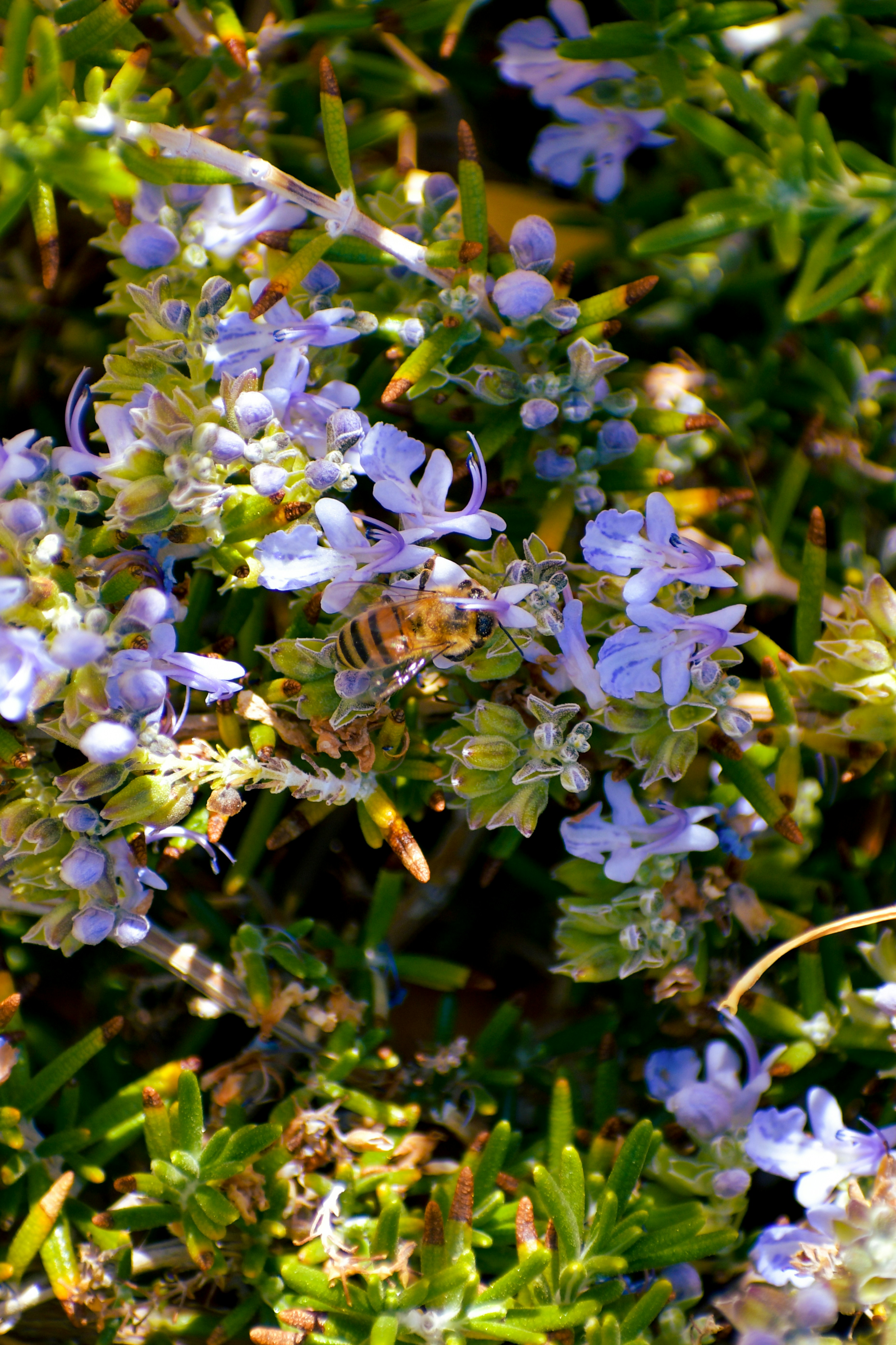 purple and white flowers in tilt shift lens