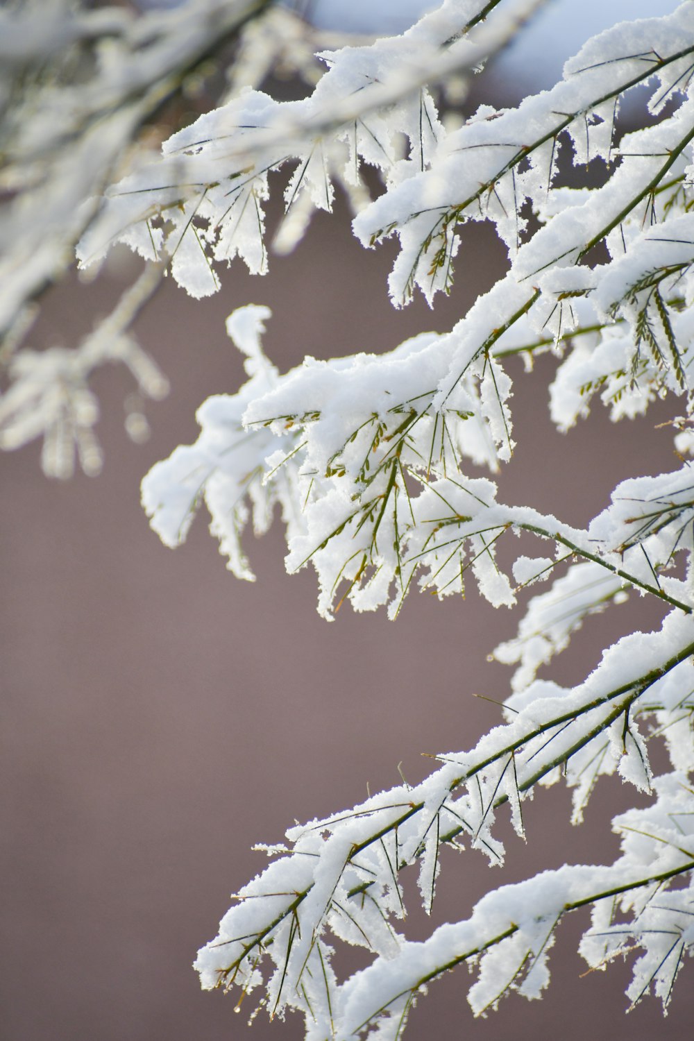 white snow on tree branch