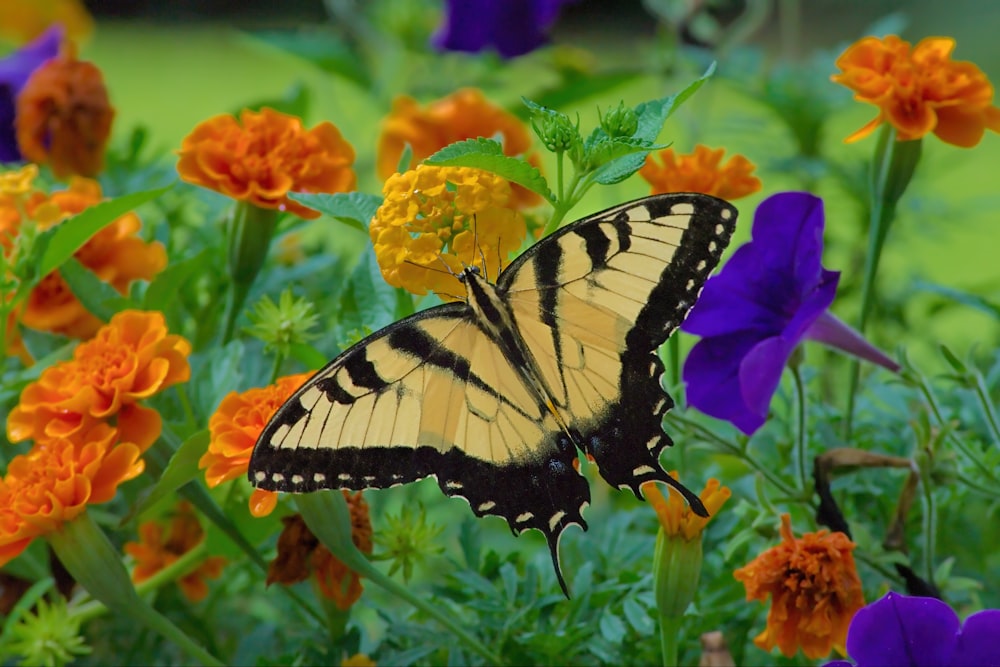 tiger swallowtail butterfly perched on yellow and pink flower in close up photography during daytime