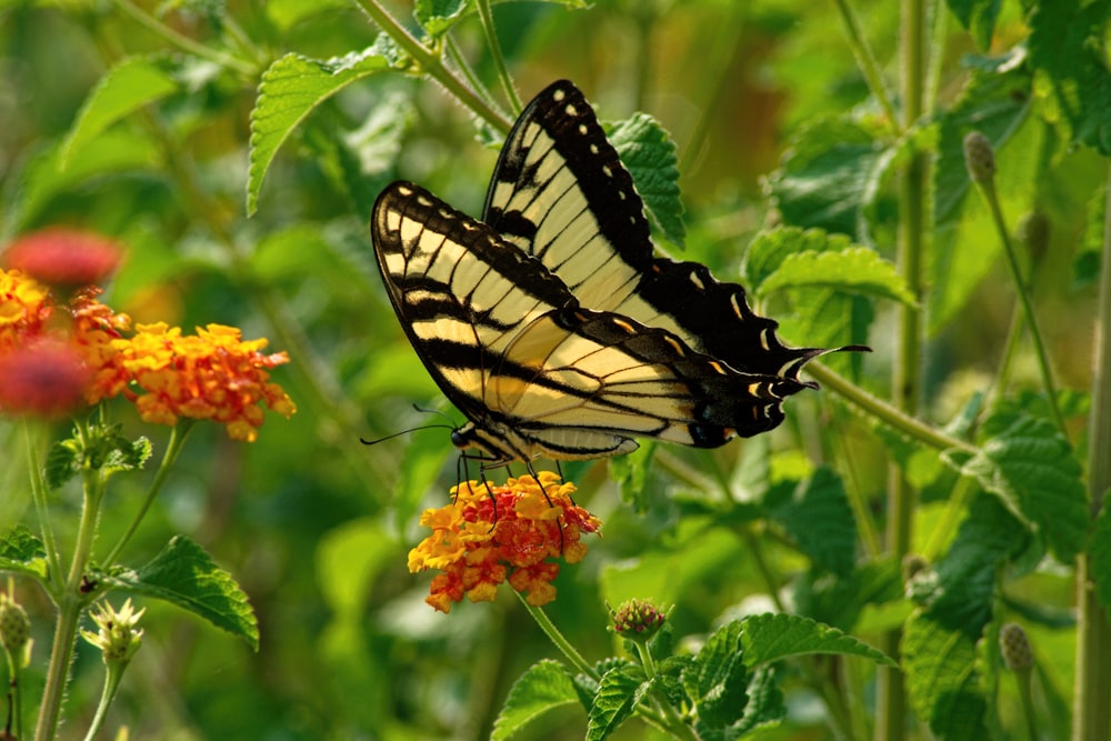 black and white butterfly perched on orange flower during daytime