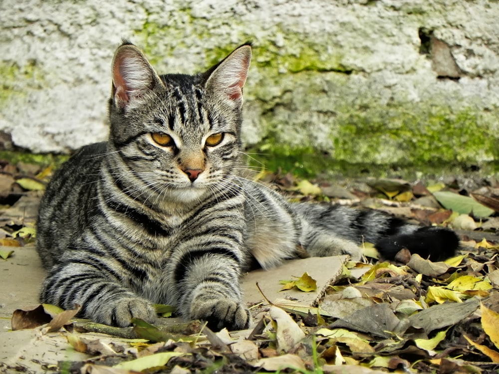 silver tabby cat lying on ground