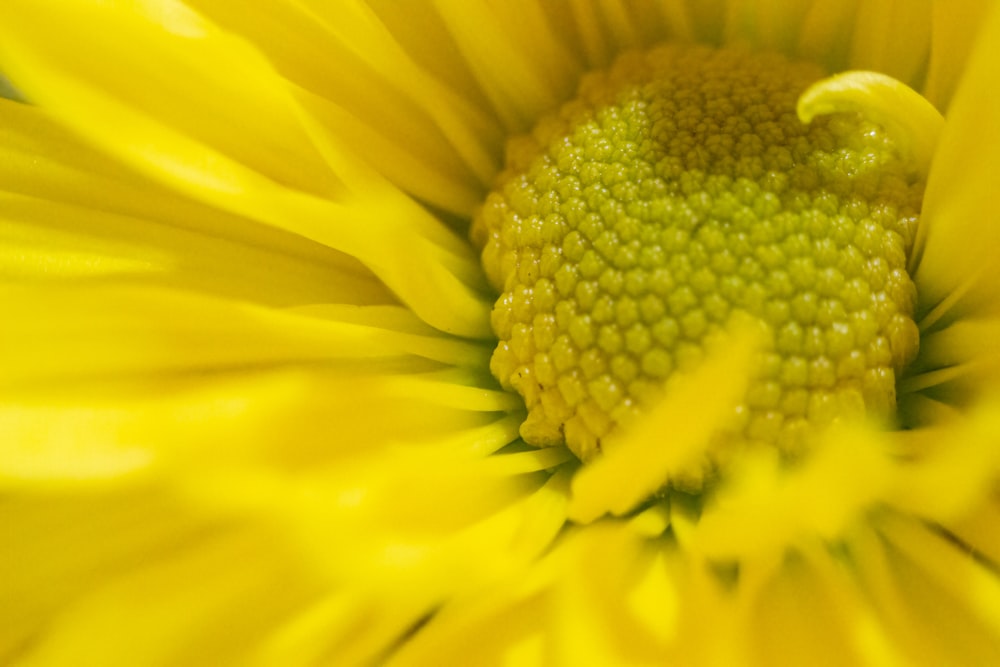 yellow flower in macro lens