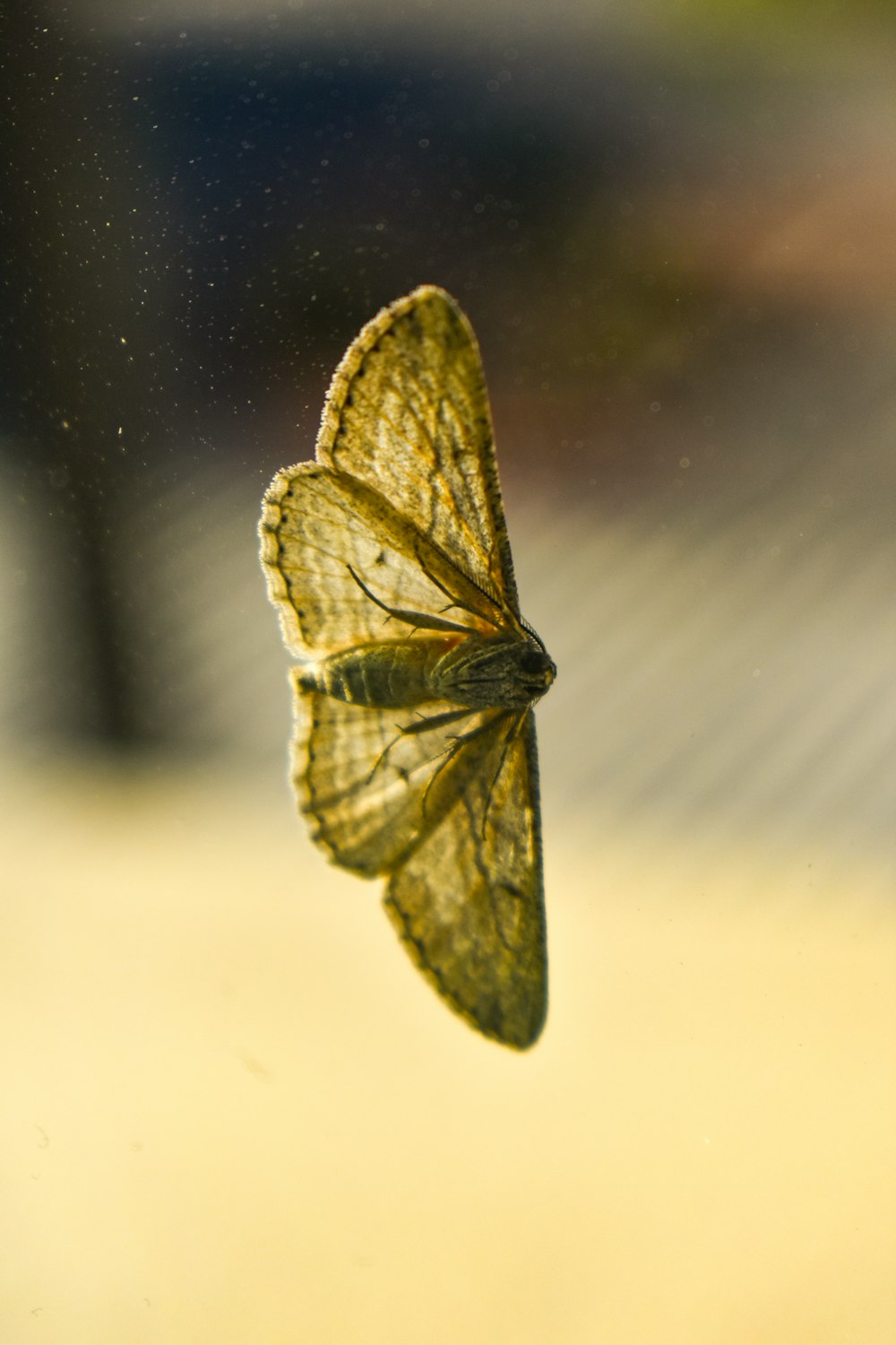 green and black butterfly on white surface