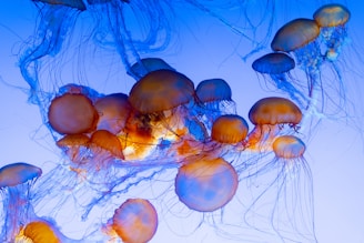 blue jellyfish in water during daytime