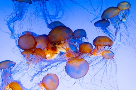 blue jellyfish in water during daytime