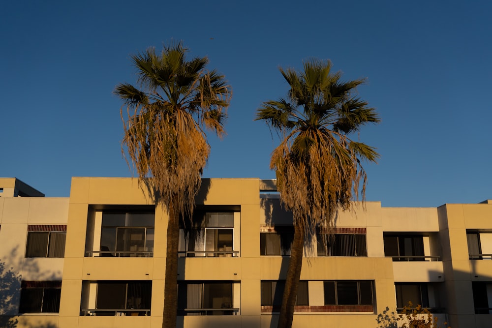 palm tree near beige concrete building