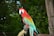 A joyful parrot perched on a colorful branch, looking curious and lively.