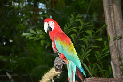A vibrant parrot perched on a tropical branch with lush green leaves.