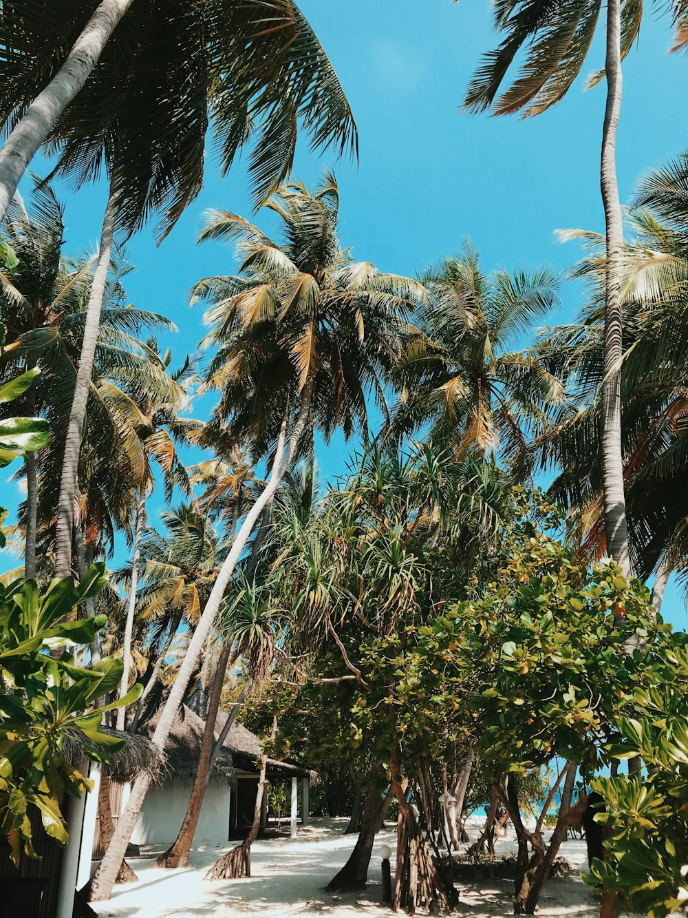 green coconut trees under blue sky during daytime