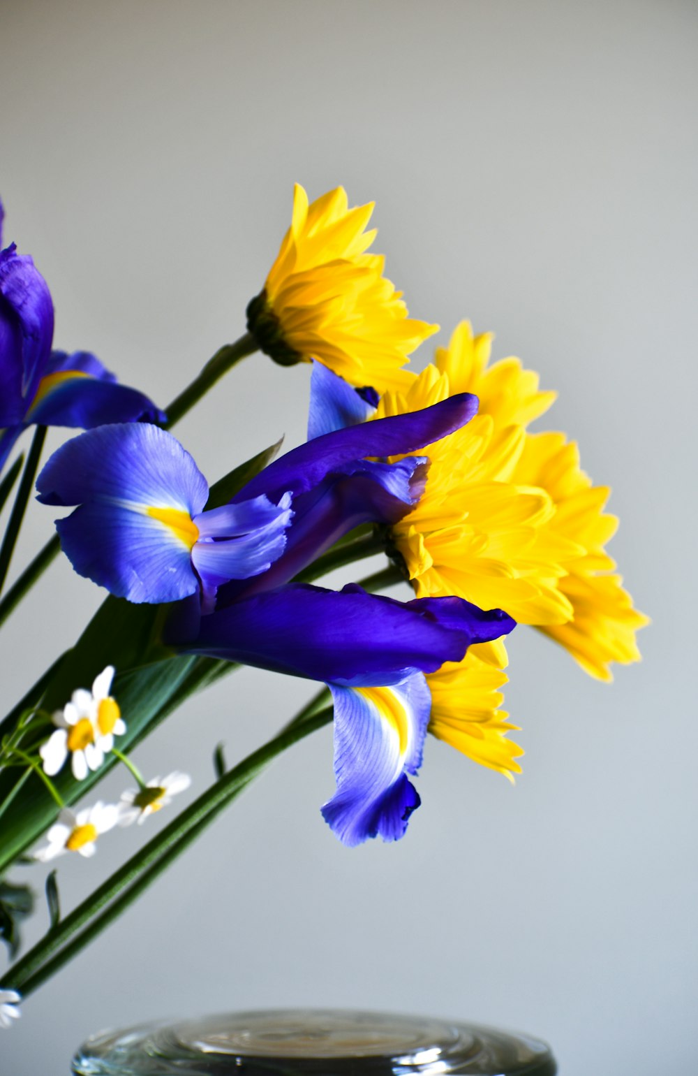 purple and yellow daffodils in bloom close up photo