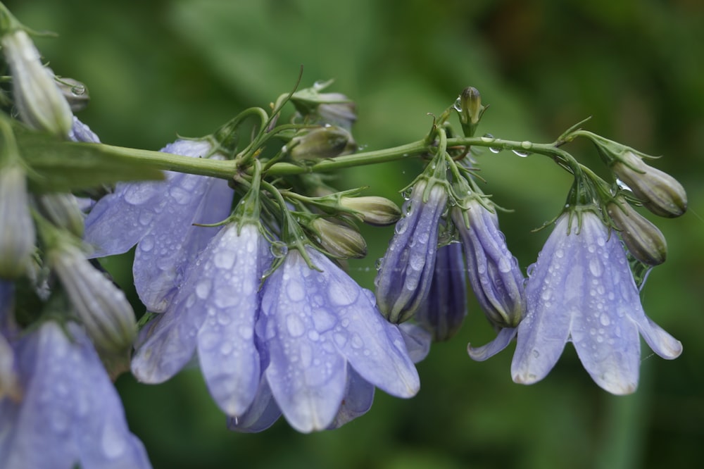 purple flower with water droplets