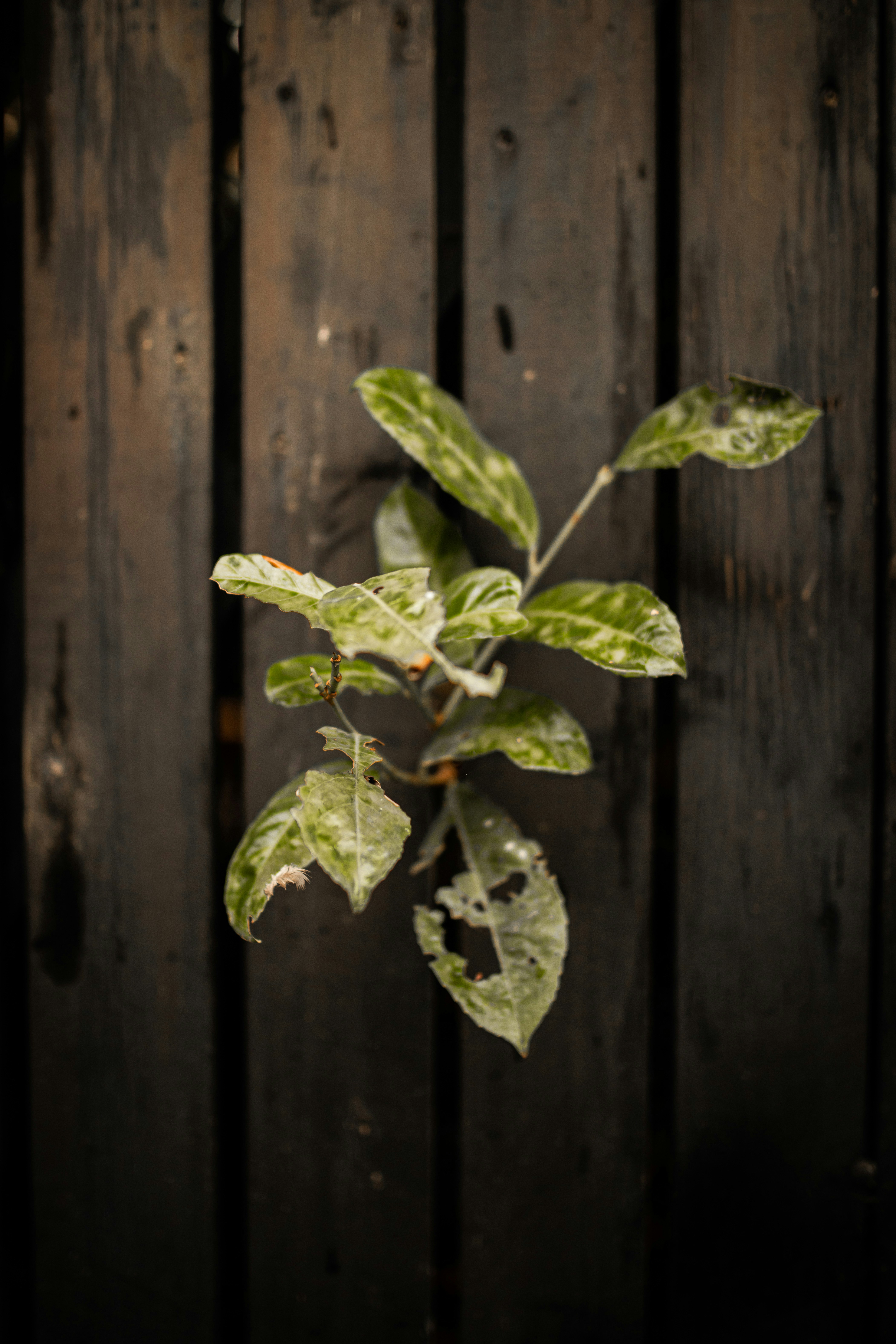 green leaves on brown wooden fence