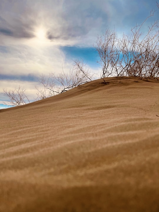 leafless tree on brown sand under white clouds and blue sky during daytime in Kapchagay Reservoir Kazakhstan