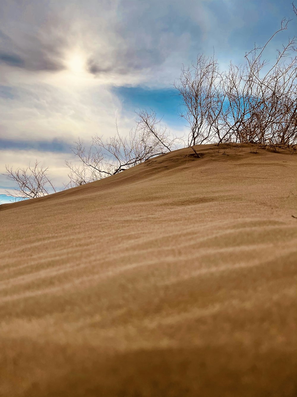 leafless tree on brown sand under white clouds and blue sky during daytime