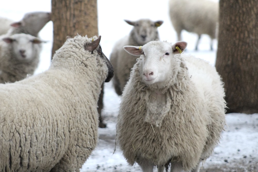 昼間は雪に覆われた地面に白い羊が