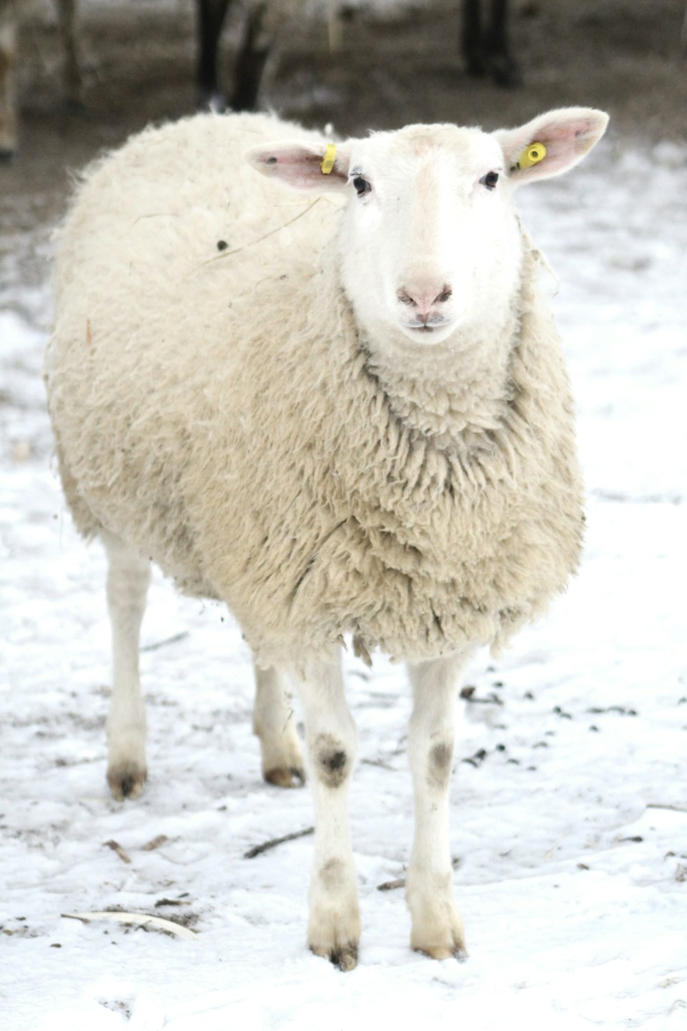 white sheep on snow covered ground during daytime