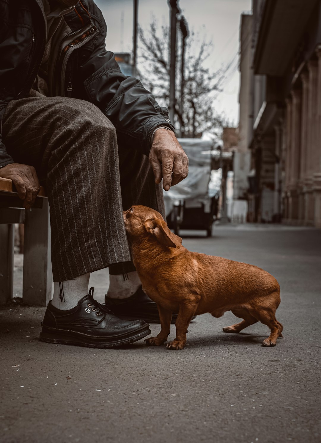 brown short coated dog on mans lap