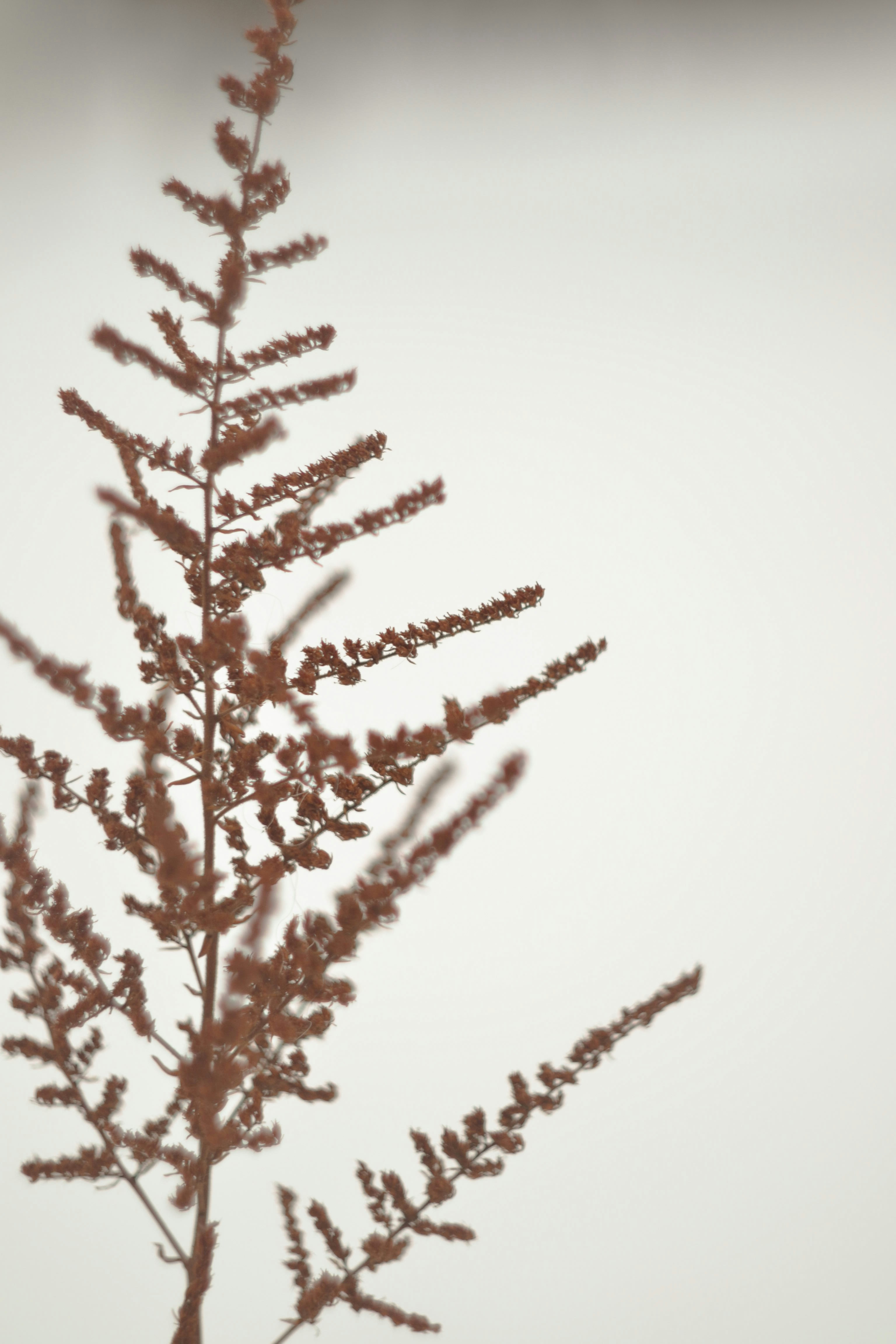 Photo by purkartanya