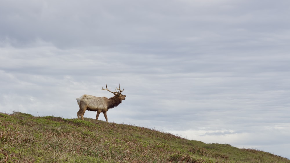 brown deer on green grass field under white clouds during daytime