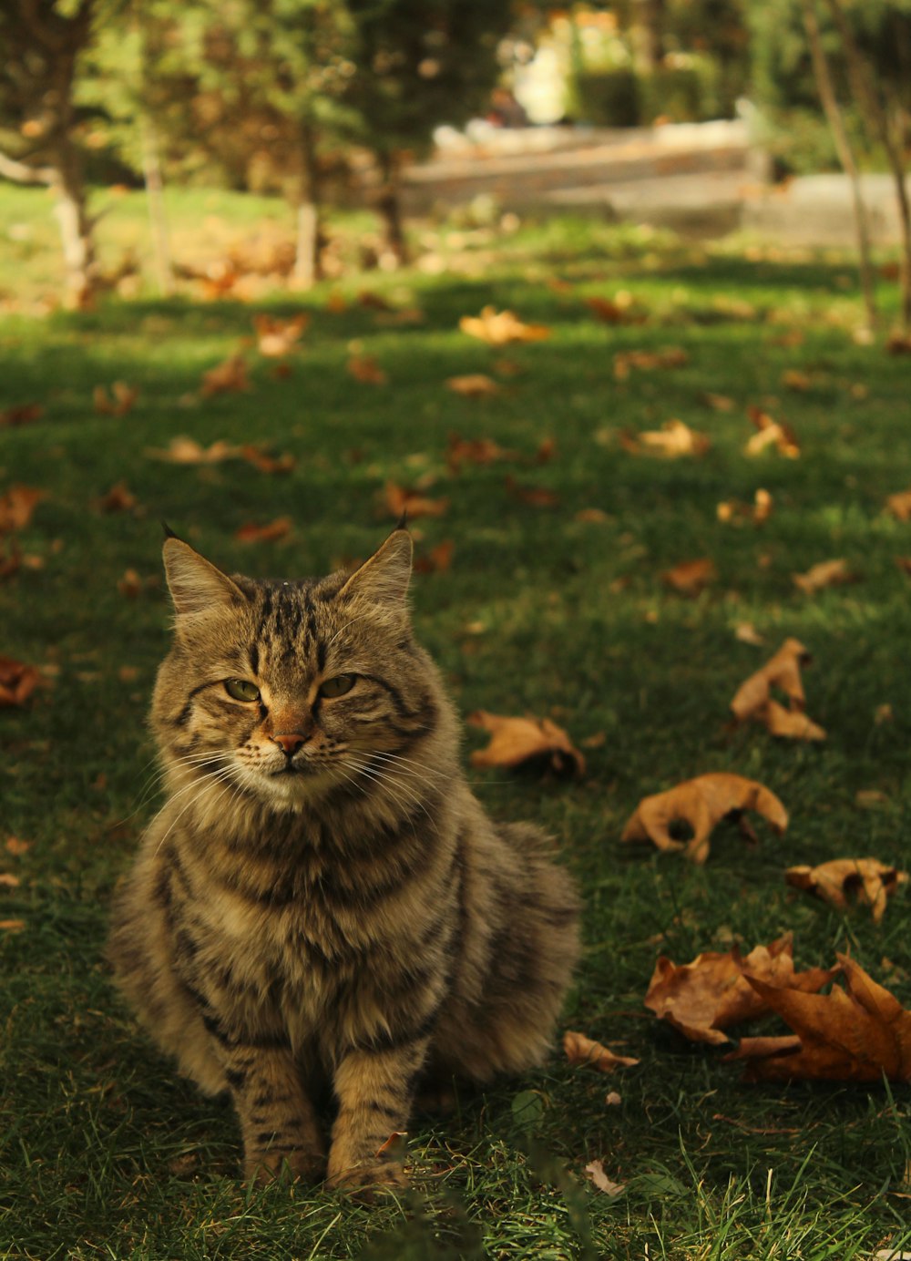 brown tabby cat on green grass field