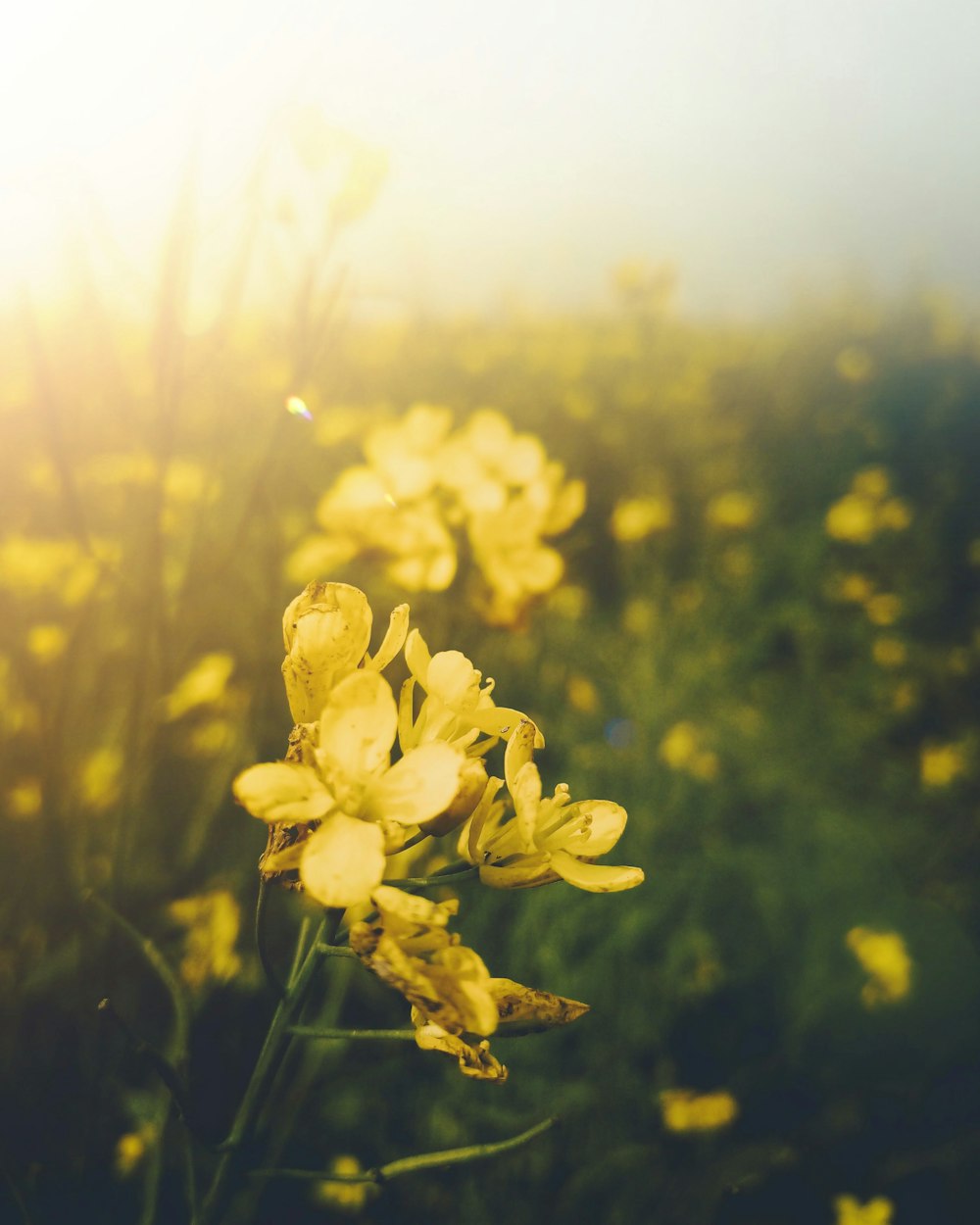 yellow flower in tilt shift lens