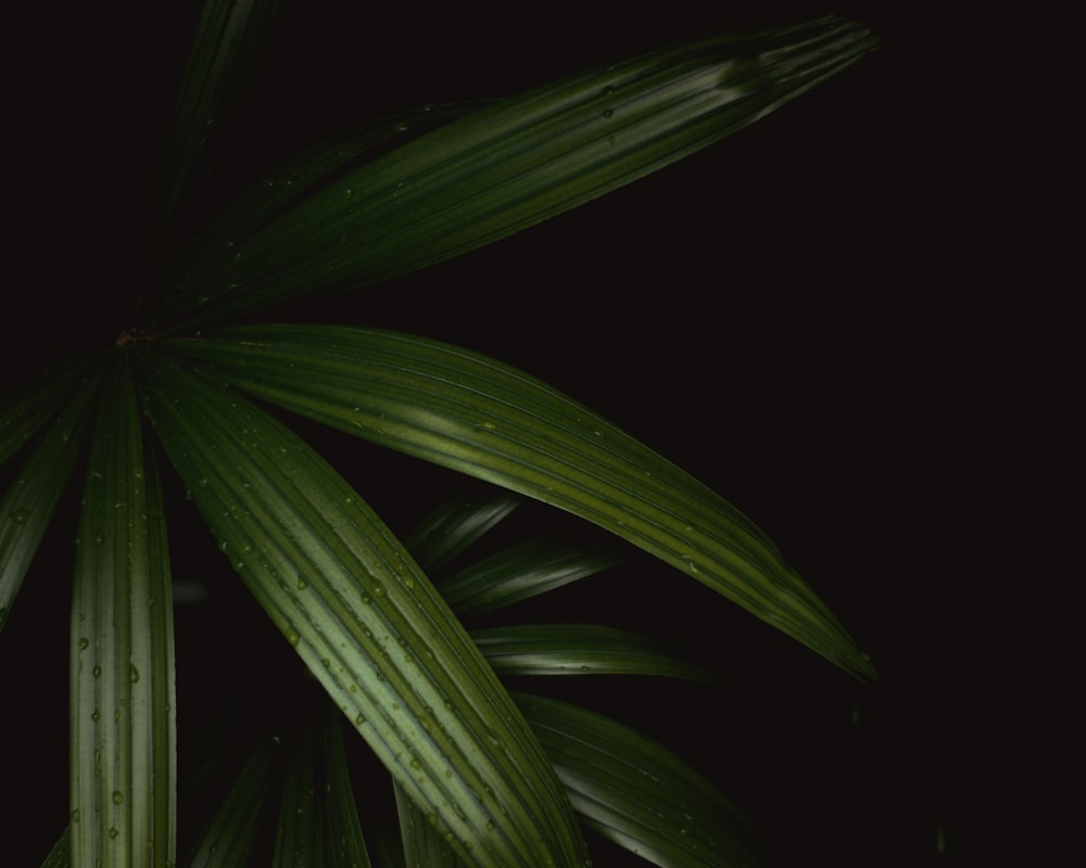 green plant in black background