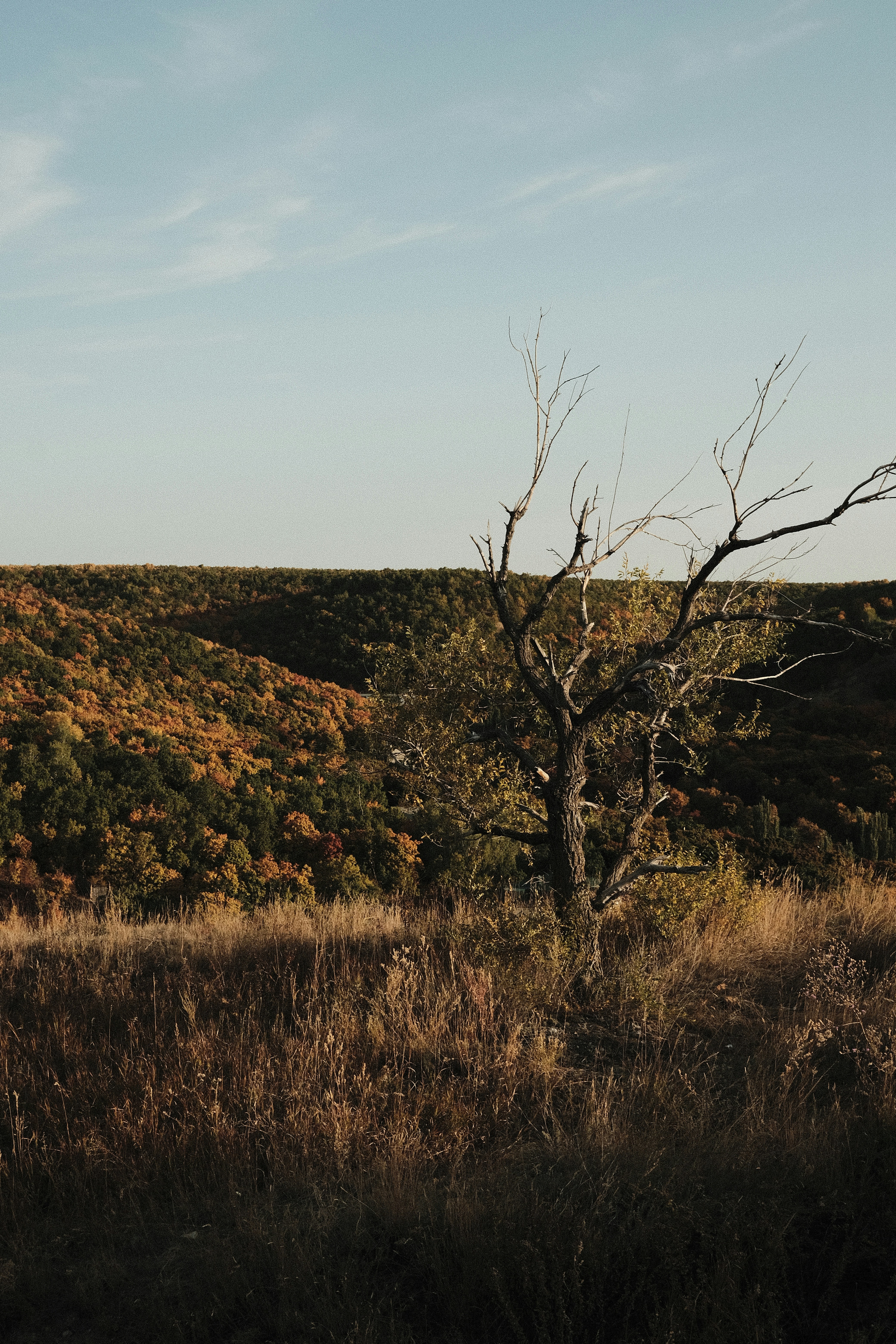 Photo by sarkozhevnikov