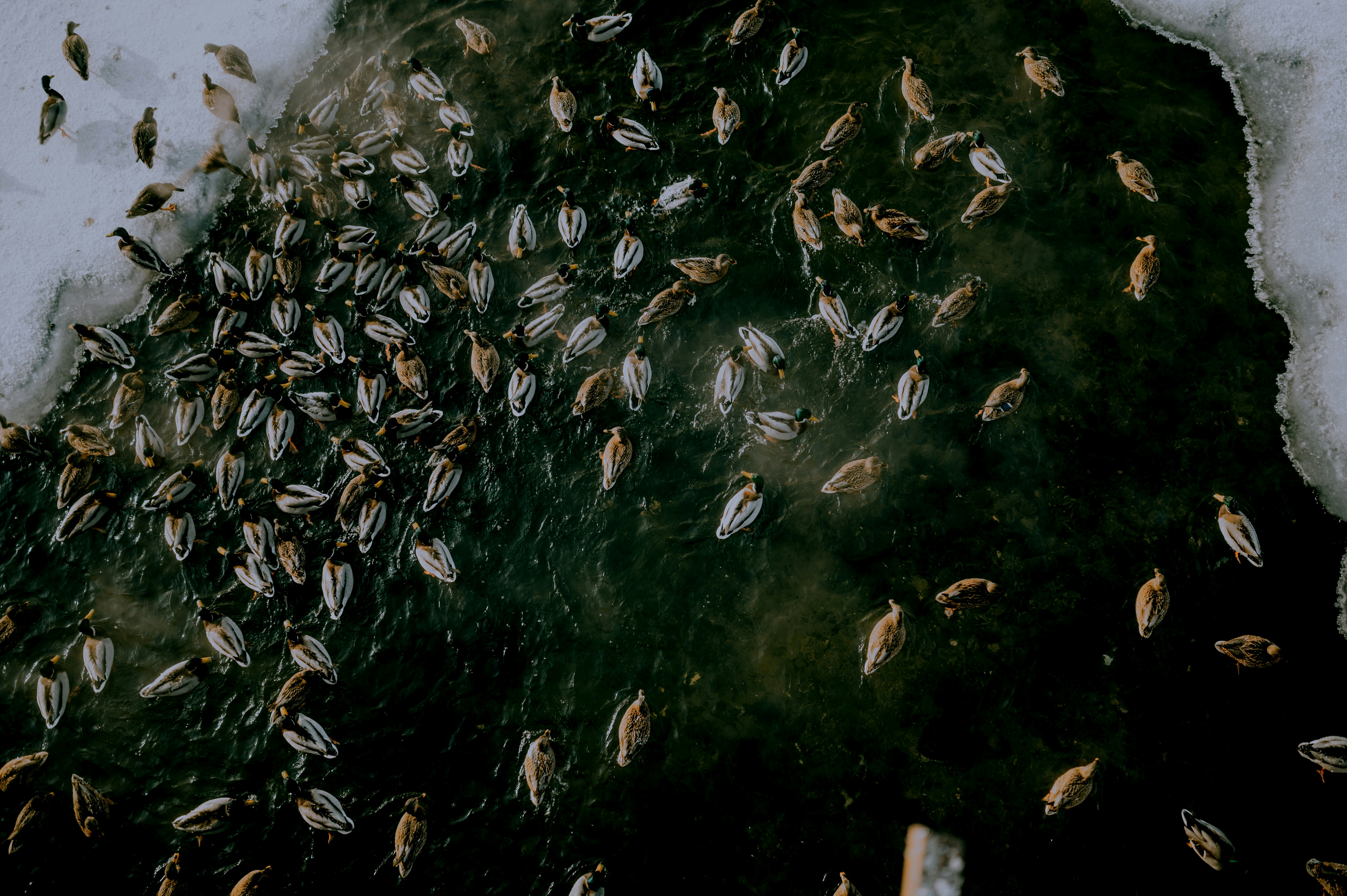 When Thousands Invade Your Home (image credits: unsplash)