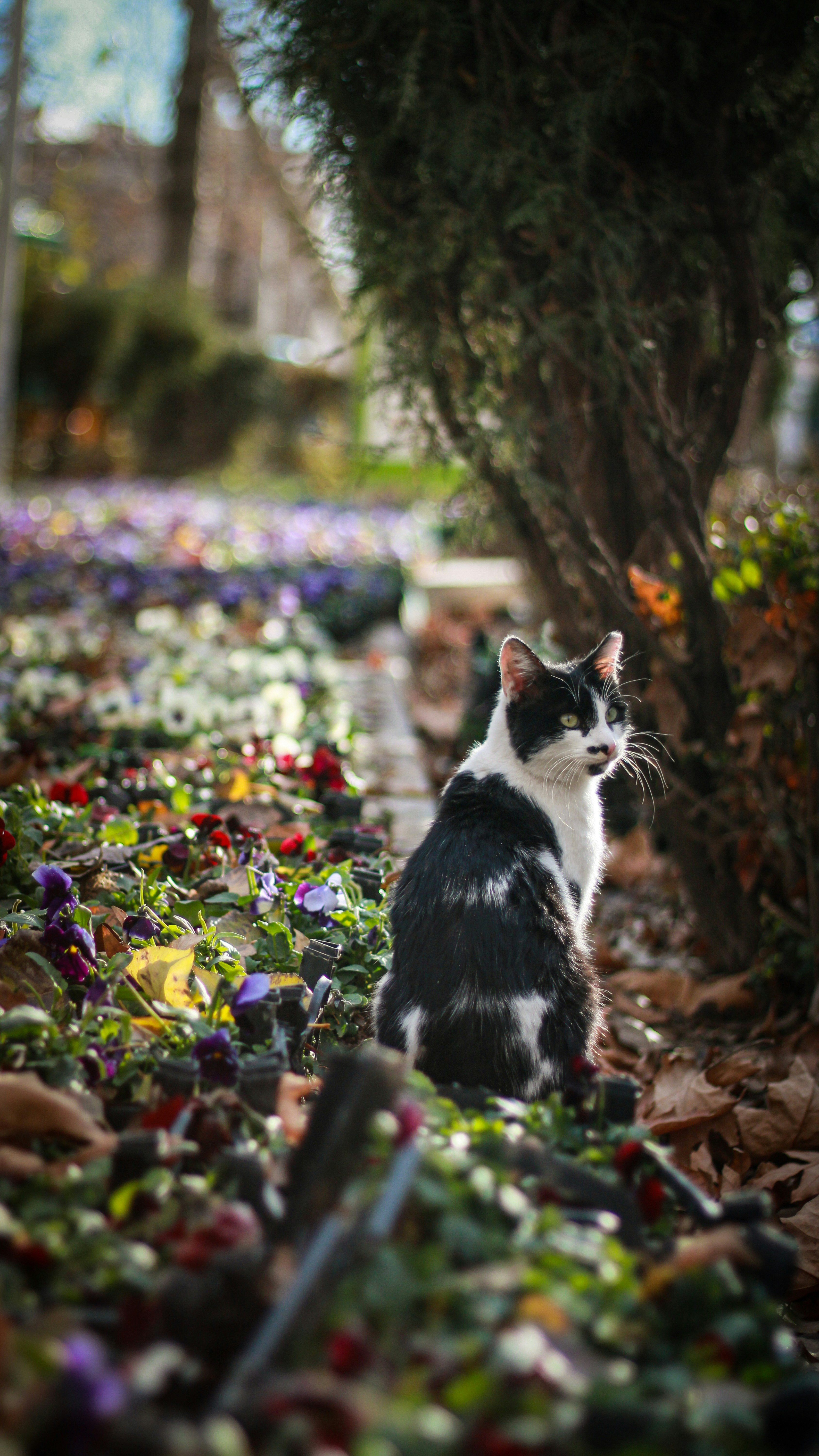 Cat sitting with colorful background playful composition
