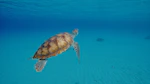 brown and black turtle in water