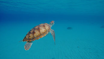 brown and black turtle in water
