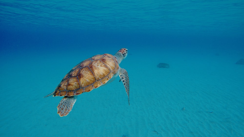 Tortuga marrón y negra en el agua