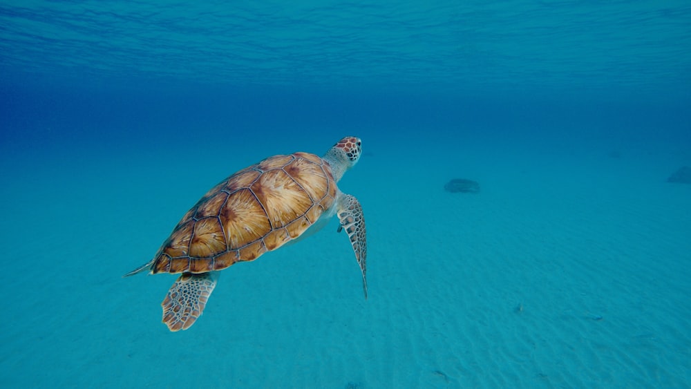 tartaruga marrom e preta na água