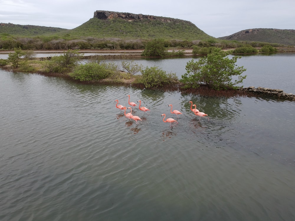 flock of flamingos on lake during daytime