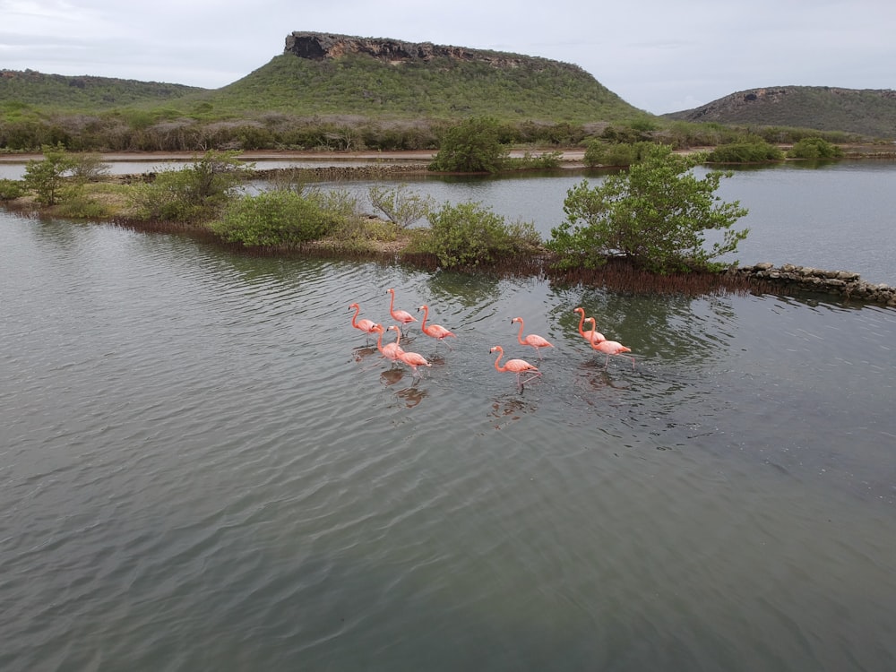 Troupeau de flamants roses sur le lac pendant la journée