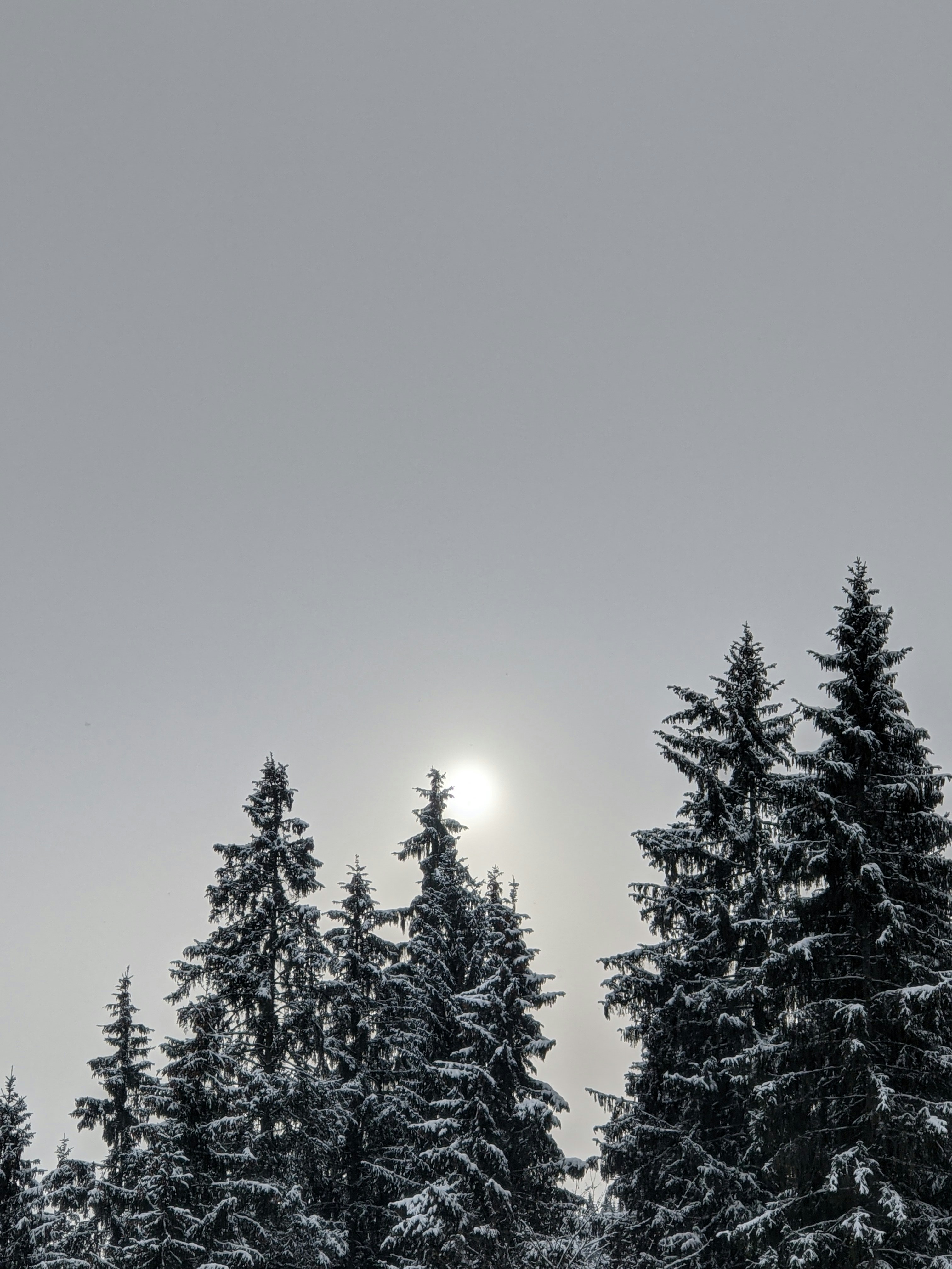 Photo by pinkfloydrose